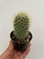 Mammillaria pringlei - pote 7 - comprar online