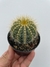 Parodia Magnifica - pote 7 - comprar online