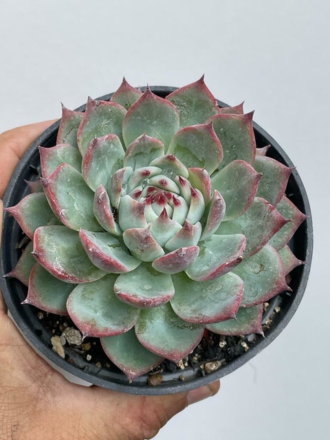 Echeveria Chihuahuensis - pote 11