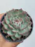 Echeveria Chihuahuensis - pote 11