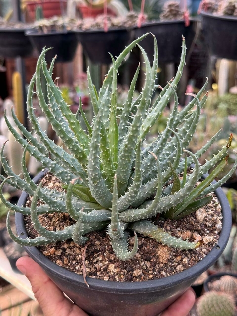 Aloe humilis - cuia 18