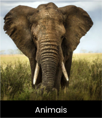 Marca 2 de Tendecor Decorações