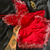 Baby doll Florida - PinkLingerieStore