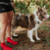 Guia Running para cachorros Grafite - loja online