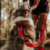 Peitoral H para cachorros Red - comprar online