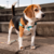 Peitoral Anti Puxão Para Cachorros Pitaya - comprar online