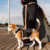 Peitoral Para Cachorro Step in Avelã - comprar online