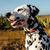 Coleira para cachorros Black - comprar online