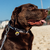 Coleira para cachorro camuflado Cinza - comprar online