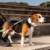 Coleira para cachorro Pitaya - comprar online