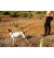 Coleira para cachorro Coral - comprar online