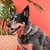 Coleira para cachorros Floral - comprar online