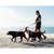 Guia dupla para dois cachorros Honey - comprar online