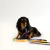 Guia para cachorros MalcomVerso - comprar online