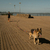 Guia Longa para cachorro Speed na internet