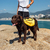 Mochila Trail para cachorros Amarela - Cachorreiros