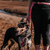Guia Running para cachorros Olivia - Cachorreiros