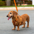 Peitoral H para cachorros Malcom Salsicha - comprar online