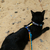 Peitoral + Guia para gatos Miau na internet