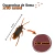 Cucaracha de Goma Halloween x10 Unid - comprar online