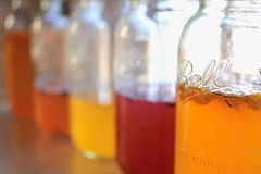 KOMBUCHA - Scoby 8 cm + 150ml de Líquido Starter na internet
