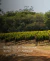 Carrossel 4