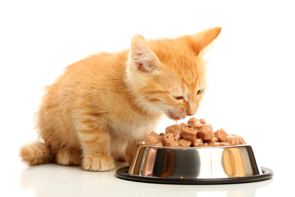 Alimentos para gatos