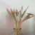 Haste de trigo desidratado c/ 18