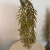 Planta pendente artificial - 72cm 01