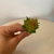 Mini Suculenta Artificial Decorativa 8cm na internet