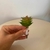 Mini Suculenta Artificial Decorativa 8cm