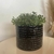 Arruda Artificial Realista para vaso com espuma floral