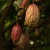 Chocolate 100% Cacau Cru e Orgânico 500g - Planeta Cacau - loja online