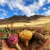 Maca Peruana Crua 100% Pura 500g - loja online