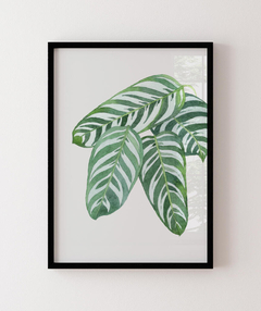 Maranta – Aquarela de Folhagem Tropical - comprar online