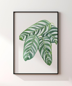 Maranta – Aquarela de Folhagem Tropical na internet