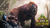 Dinopithecus - Nv300 / 130% Imprint