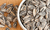 Semente de Girassol kilo - comprar online