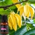 Óleo Essencial Ambiente 100% Puro Aromaterapia Feitiços 17ml - comprar online