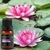 Óleo Essencial Ambiente 100% Puro Aromaterapia Feitiços 17ml - loja online