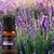 Óleo Essencial Ambiente 100% Puro Aromaterapia Feitiços 17ml - loja online