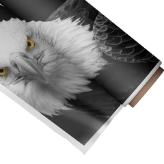 Quadro Decorativo Águia 2