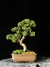 Shimpaku - Dr Bonsai