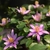 Grewia (flor de lotus) - Dr Bonsai