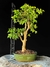 Jabuticaba - comprar online