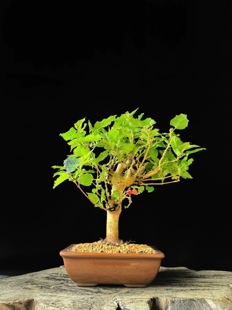 Amora - comprar online