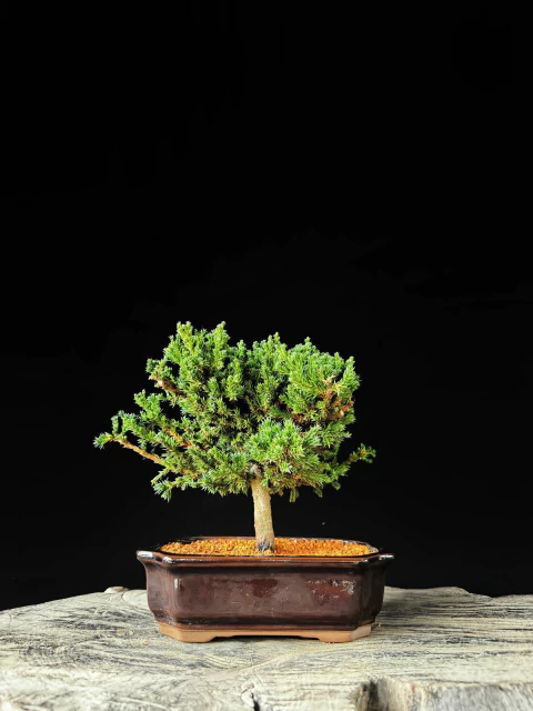 Procumbes - comprar online