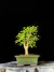 Acer Palmatum - comprar online