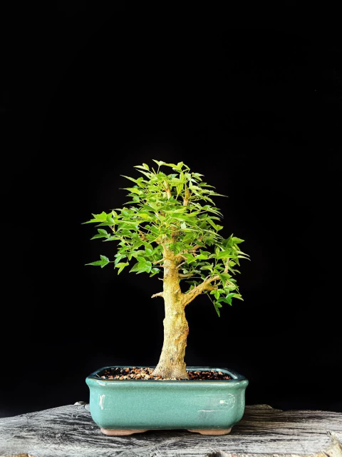 Acer Tridente - comprar online