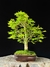Acer Palmatum